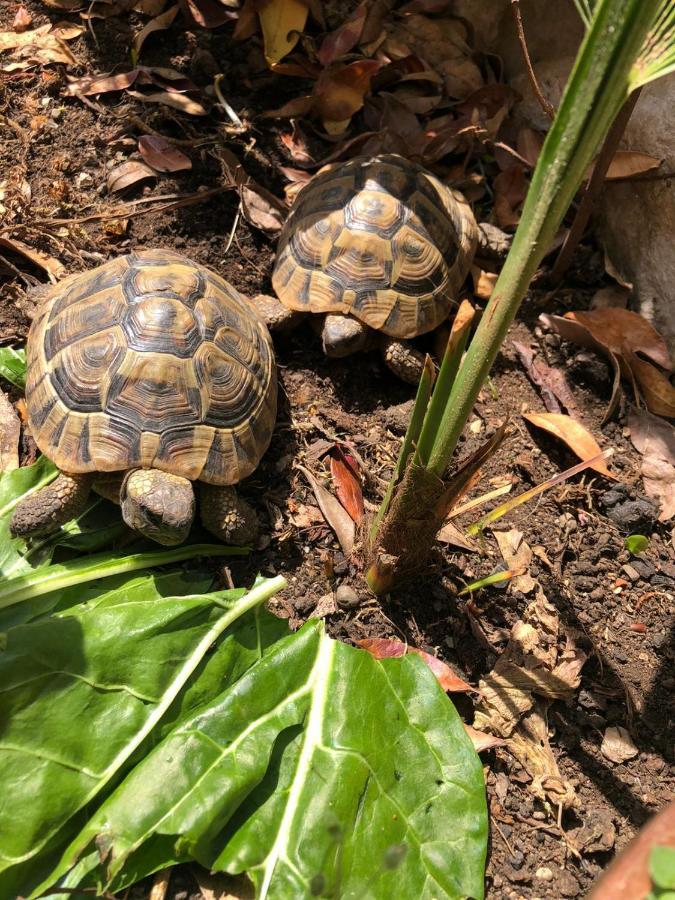 דירות קריקווניצה Tortoise מראה חיצוני תמונה
